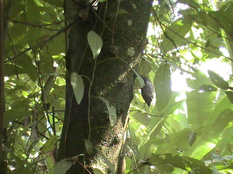 cocoa pods grow on the trunks and branches of the trees