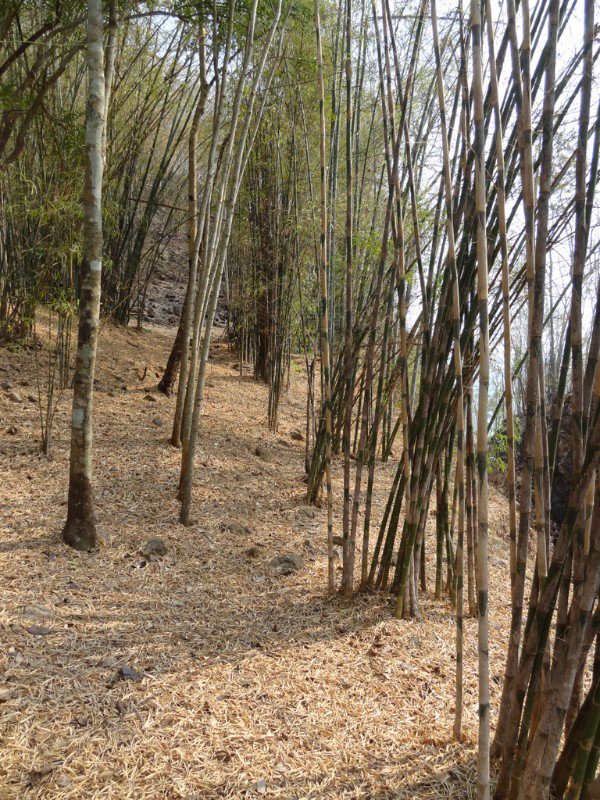 the bamboo forest surrounding the line
