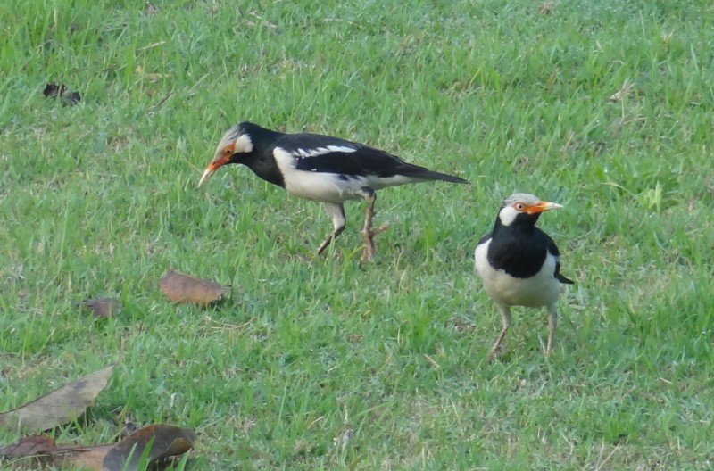 the Asian pied starling