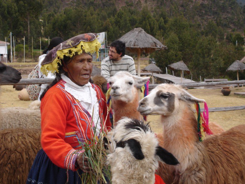 woman with alpaca and llamas