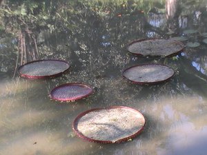 giant water lilies at botanical gardens
