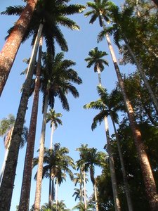 avenue of palms at botanical gardens