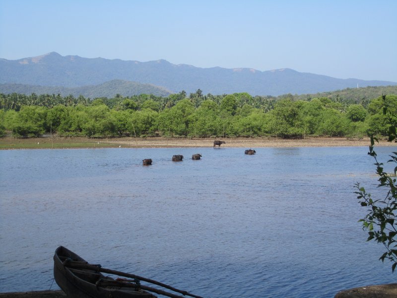 Cows crossing the river