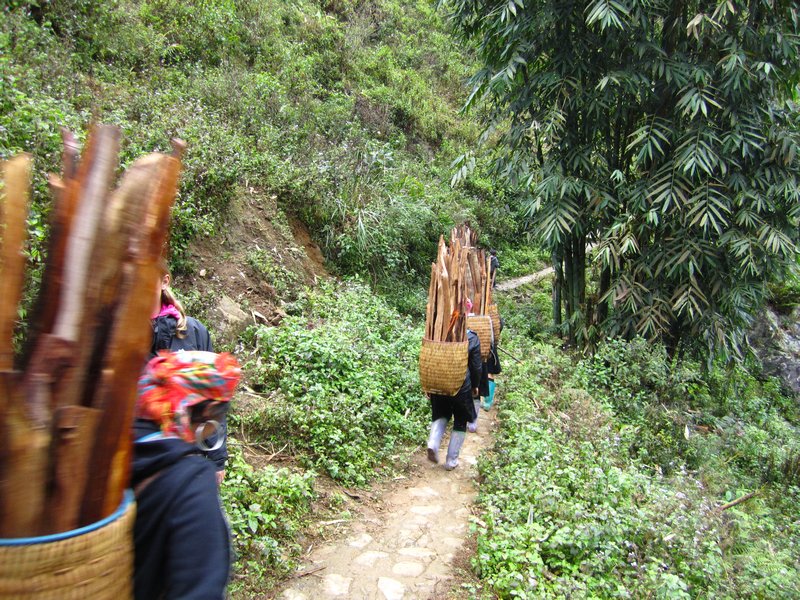 Local villagers bringing wood from the forest