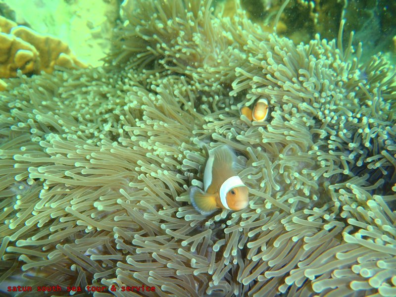 We found Nemo!