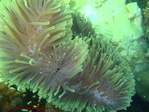 Strange under water coral thing