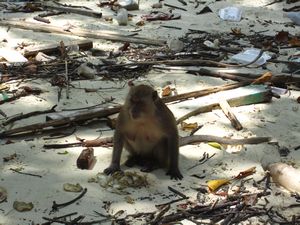Monkey with big nipples on Phi Phi