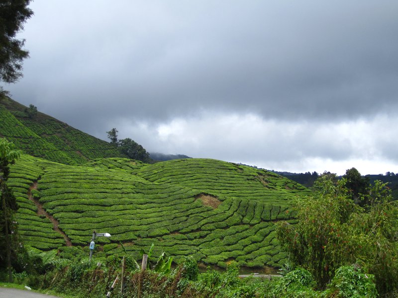 Large tea plantation in Cameron Highlands