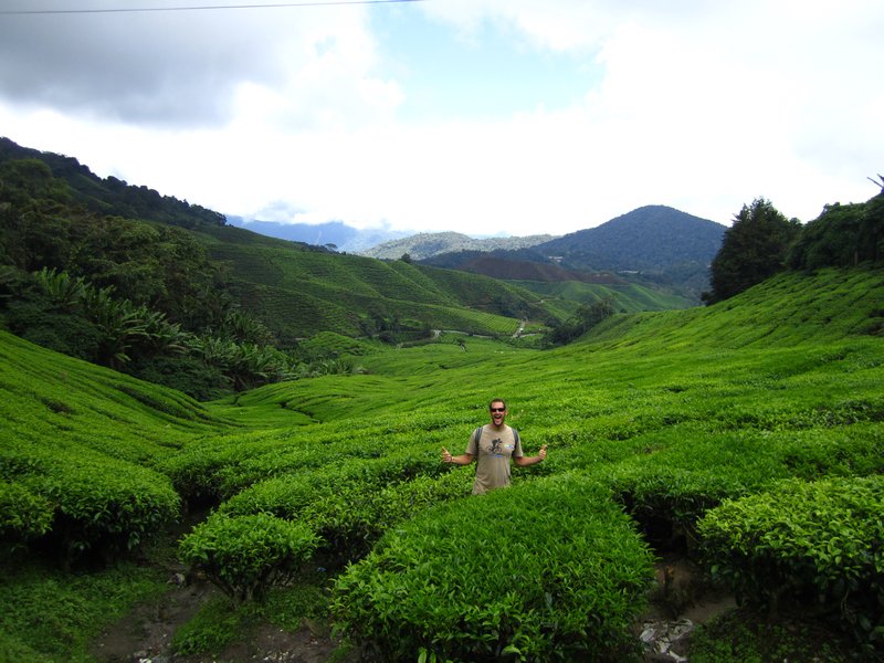Terry amongst the tea plants at Cameron Highlands