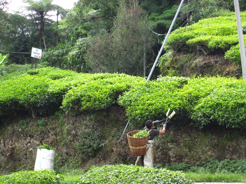 Trimming the tea leaves in Cameron Highlands