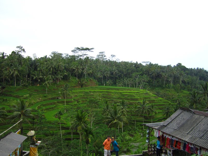 View over the paddy fields