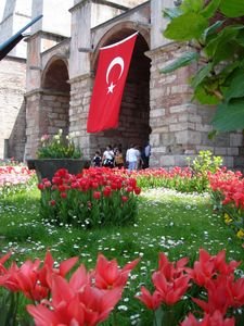 Turkish Tulips