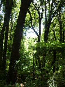 Native NZ Forest