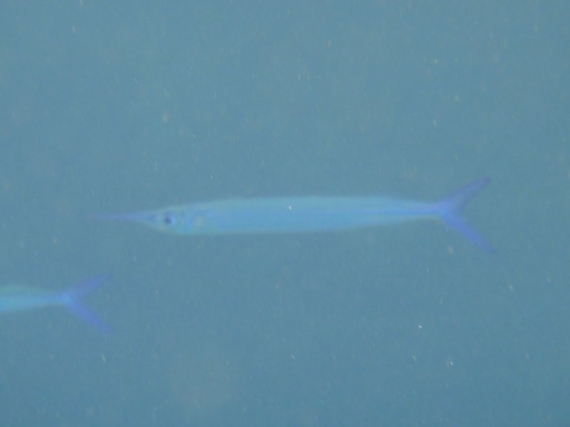 Strange blue fish