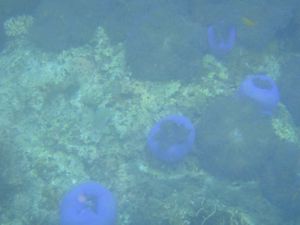 Blue sea anenome