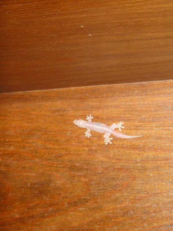 Gary the Gecko in our room in Koh Samui