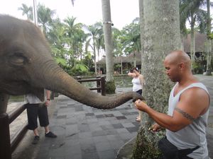 Anton feeding elephant