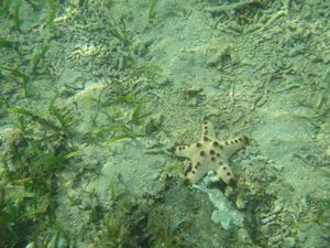 Cookie starfish