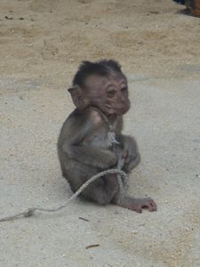 A tiny monkey tied up - no mummy :-(