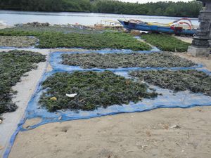 Seaweed farming - main income for Nusa Ceningan