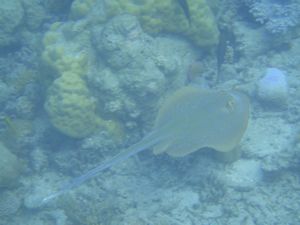 Spotted reef ray