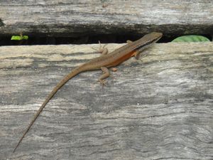 Lizard at the Botanical Gardens