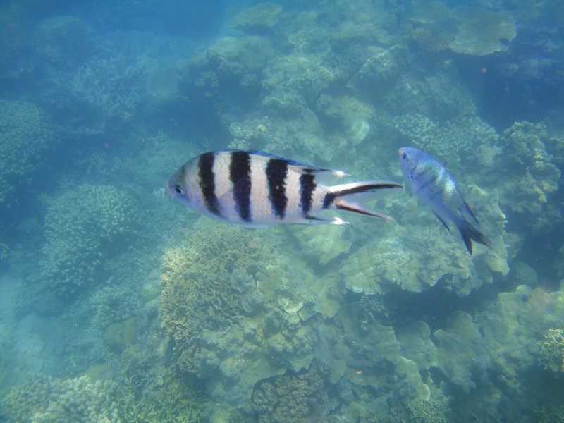 Fish in the Whitsundays