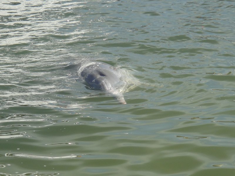 Dolphins at Tin Cann Bay