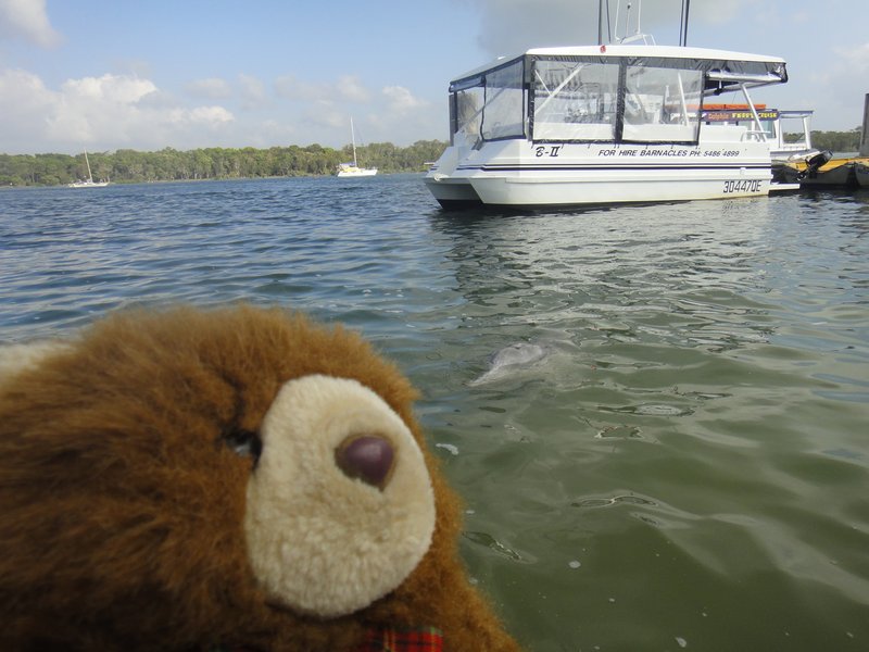 Barnaby and a wild Dolphin!