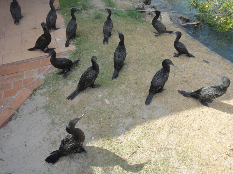 Shags waiting for scraps!