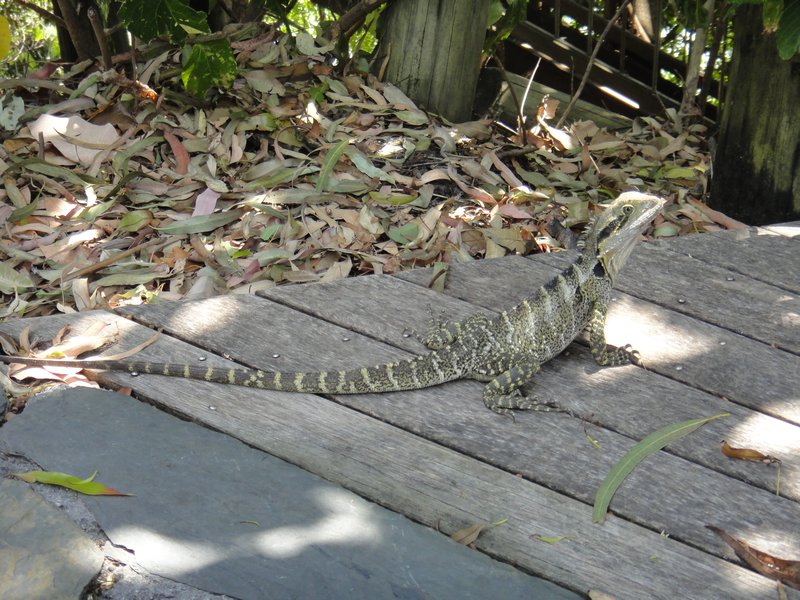 little lizard on boardwalk