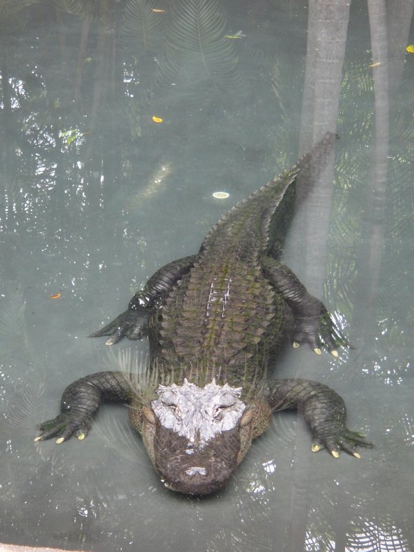 Big croc