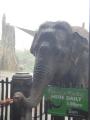 Elephant in the rain!