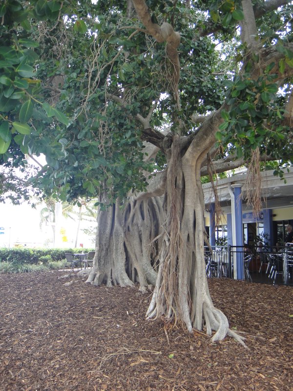 A gum tree with roots growing from the brance