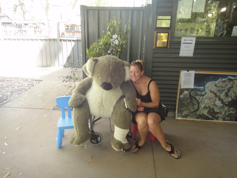 Kate at the koala hospital