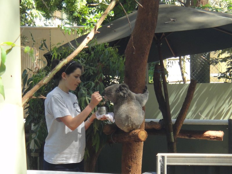 Hand feeding tthe koala (he has a amputated leg)