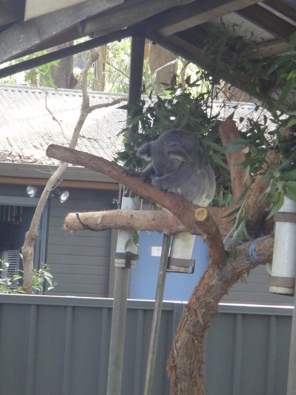 Barbara the blind koala