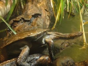 A long necked turtle