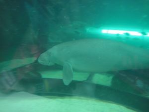 Another orphaned Dugong
