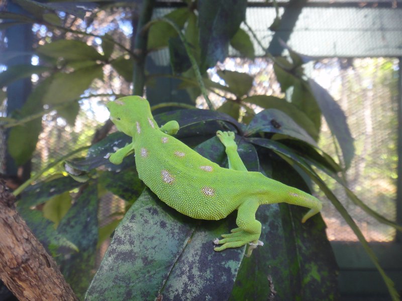 Very rare green gecko