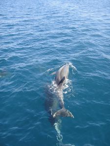 Dolphin swimming with our boat!
