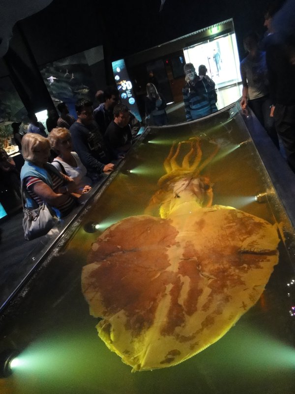 A Giant Squid preserved at Te Papa