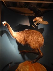 A Giant Moa at Te Papa Museum