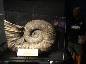 A huge fossil
