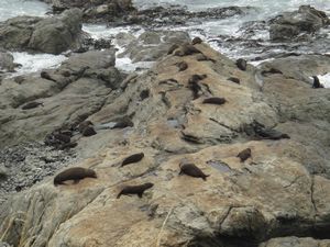 Fur Seals at Kaikoura