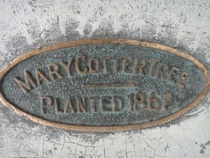 Mary Cotter Tree