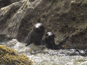 Best picture of the day - 2 seal pups!