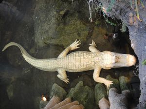 An albino alligator
