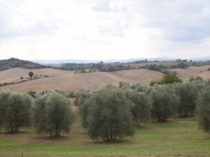 Countryside in Maremma