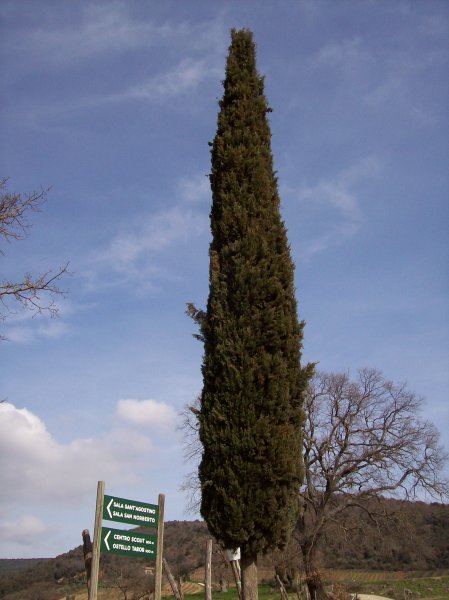 Cyprus trees